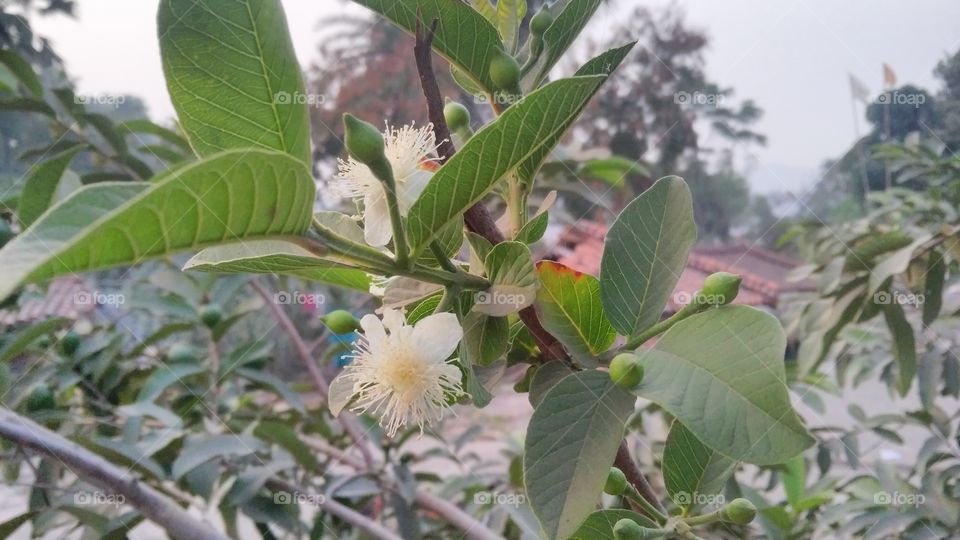 a beautiful guava tree with her beautiful flowers.