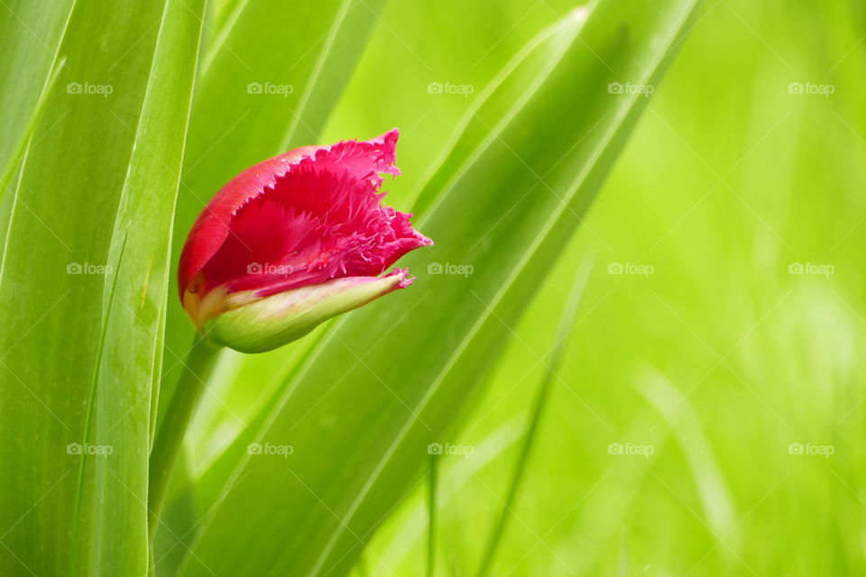 a single pink tulip