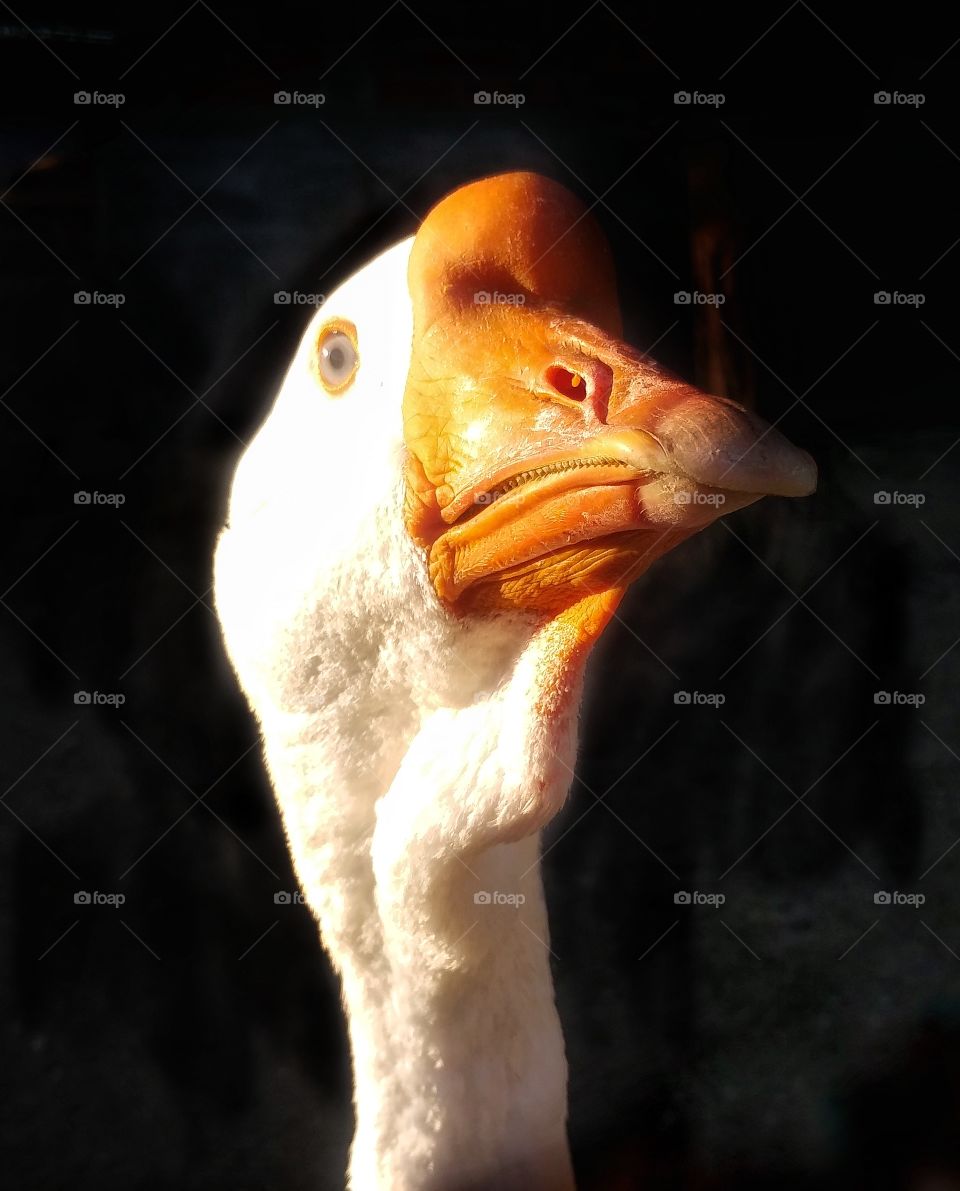 Goose portrait.