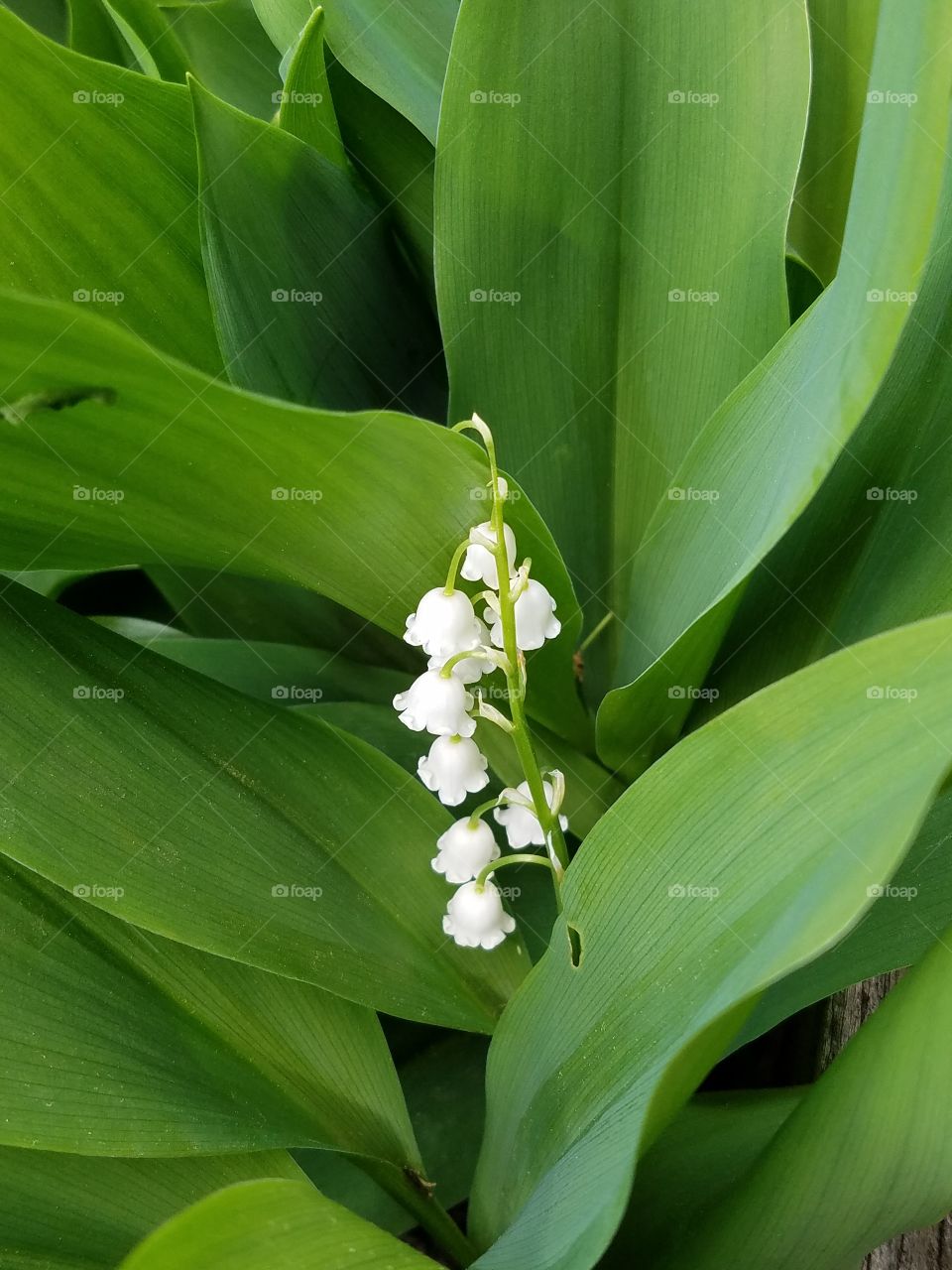 Lily of the valley