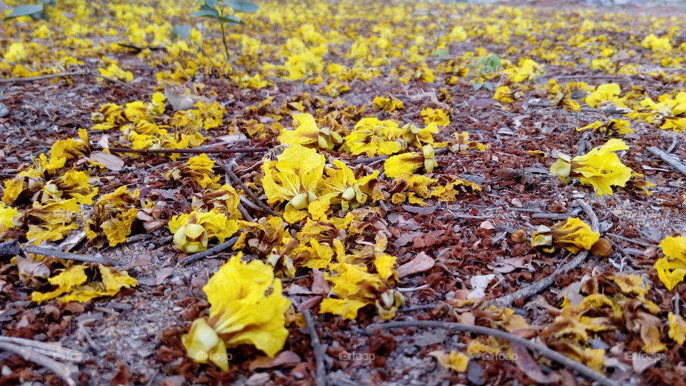 A beautiful yellow color flowers spreaded in a plain background