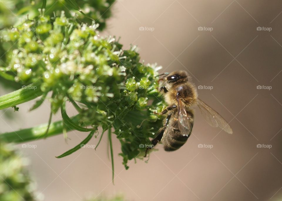 Sweet honey bee on angelica 