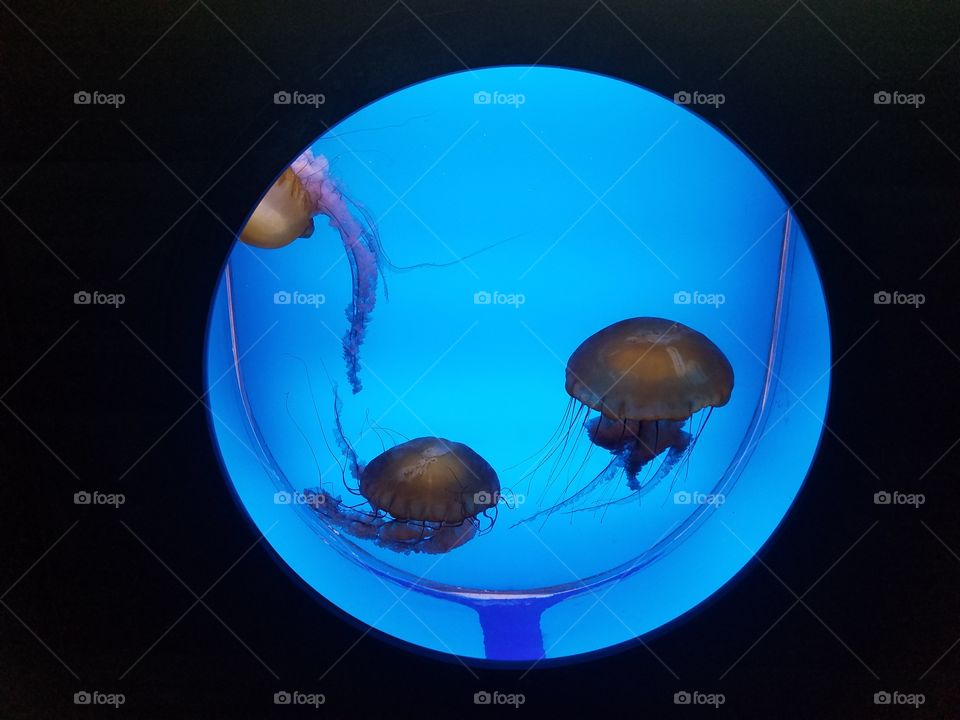 Jelly fish, Denver Aquarium.