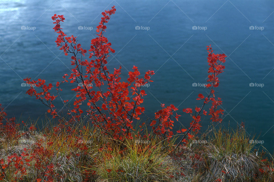 Dwarf birch