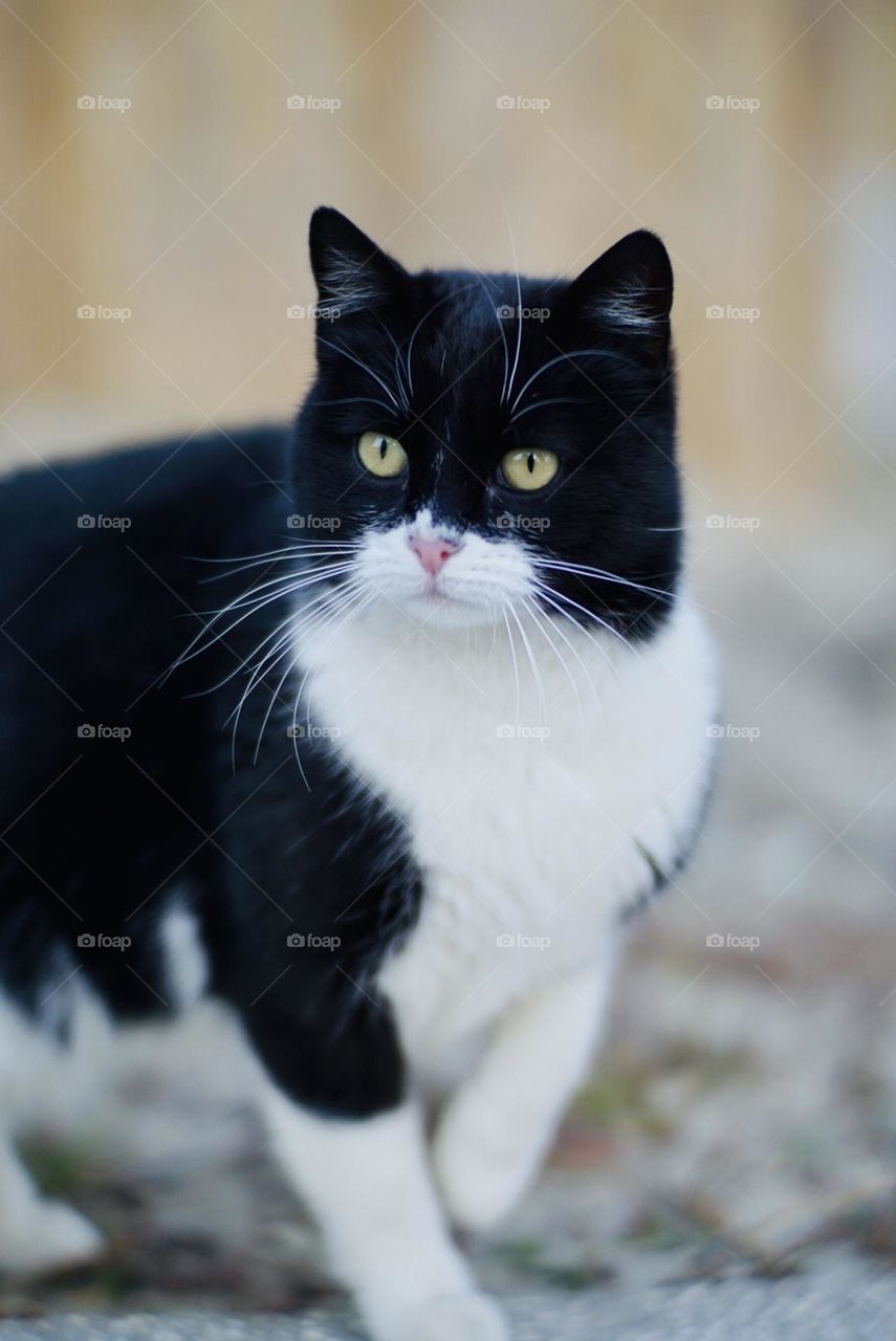 Black and white cat 🐈‍⬛