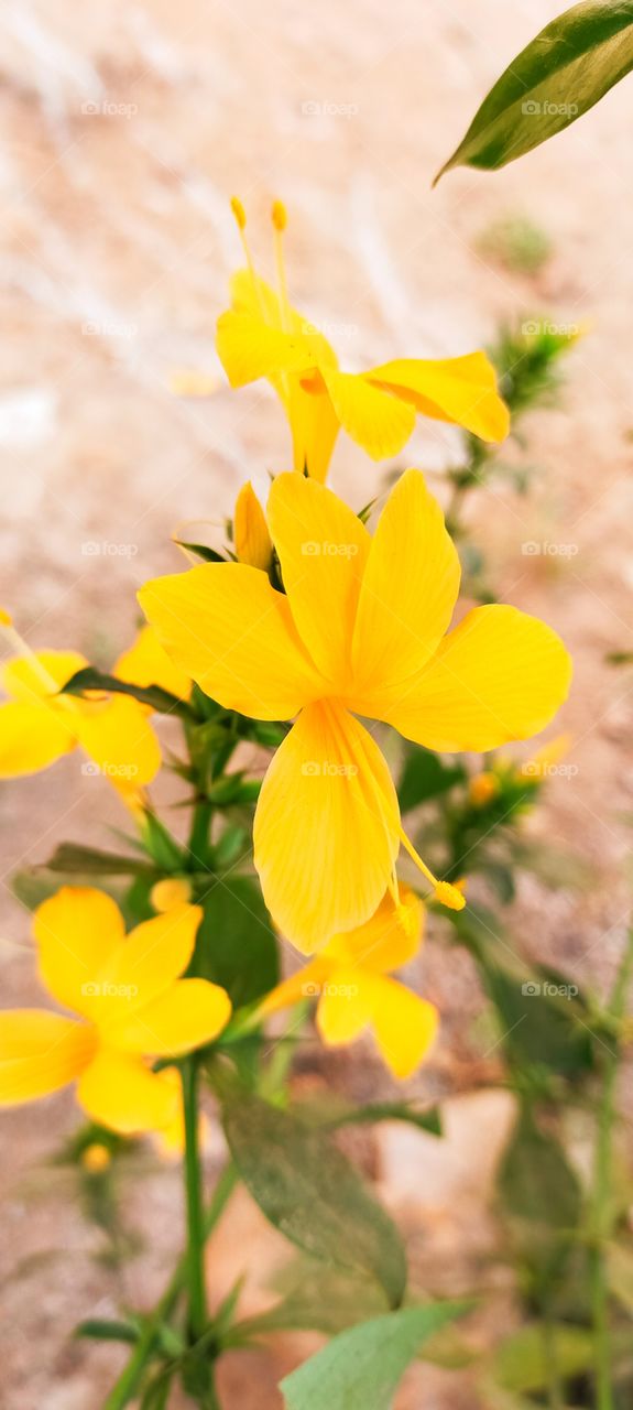 Barleria prionitis is pretty enough with grand look of having beautifuly oriented petals.
