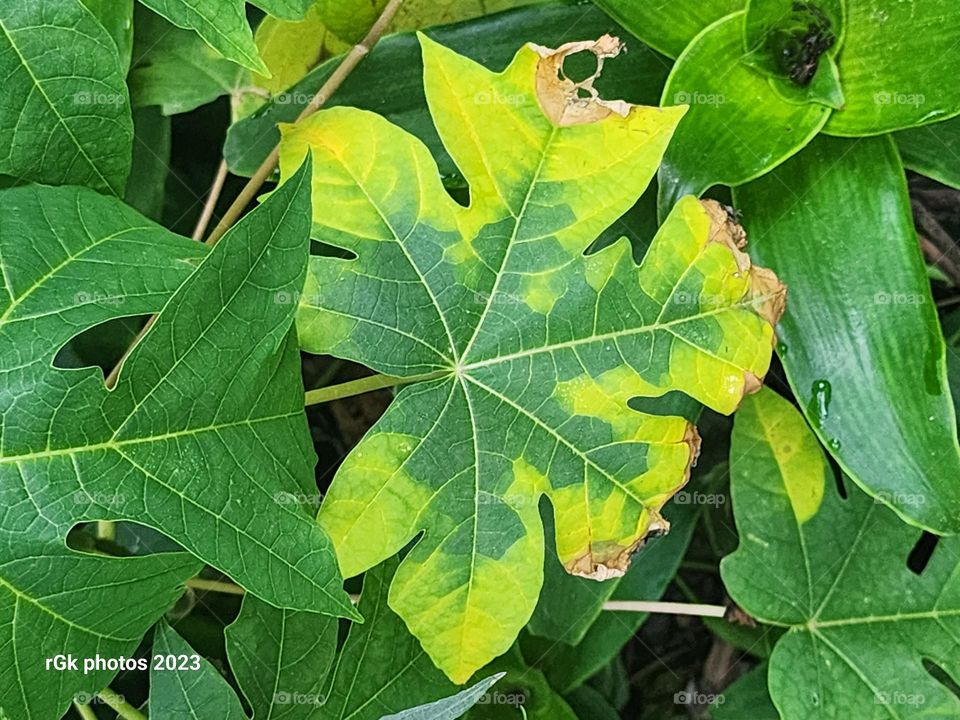 sunburned papaya leaf