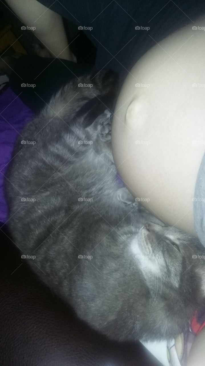 Cat cuddling belly