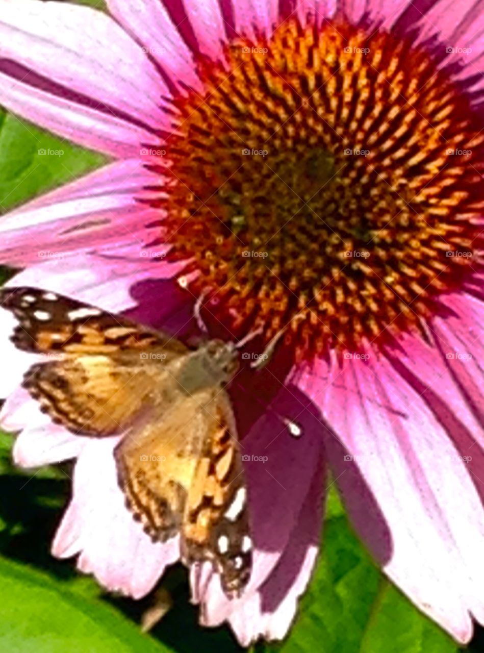 Butterfly on Pink Flower. Brown & Yellow Butterfly on a pretty pink Cone flower. Love perennials, no work because they come up every year. ☺️