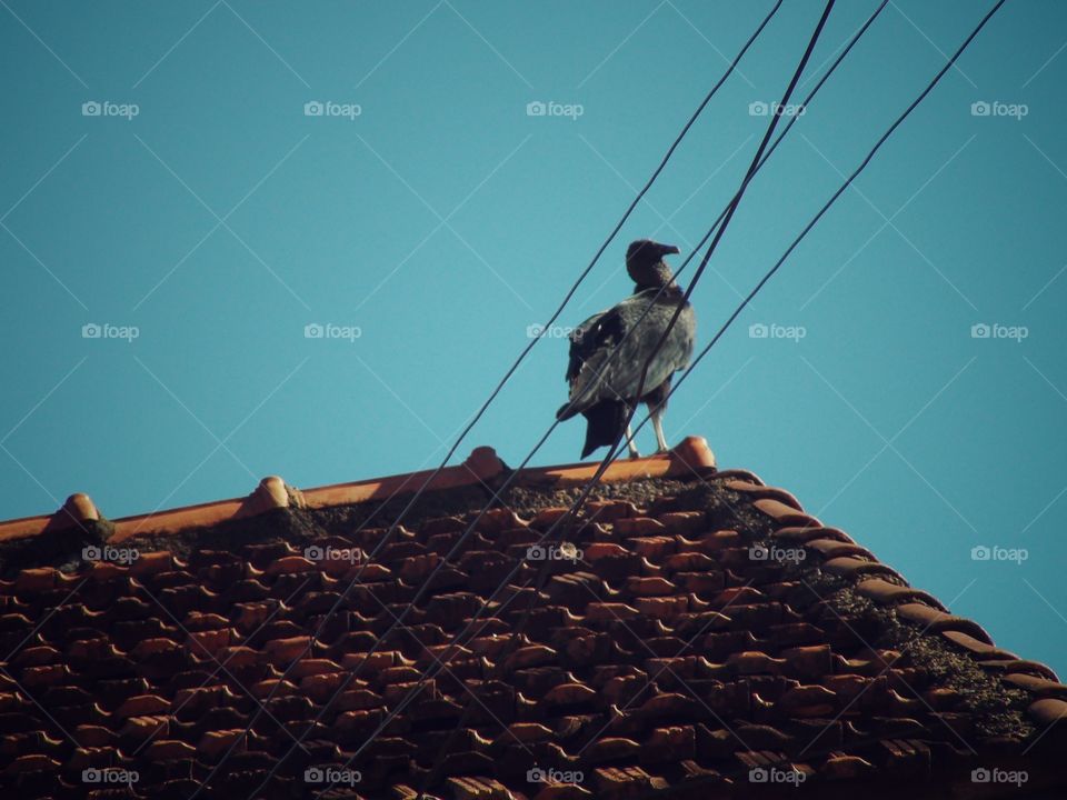 Bird in Roof