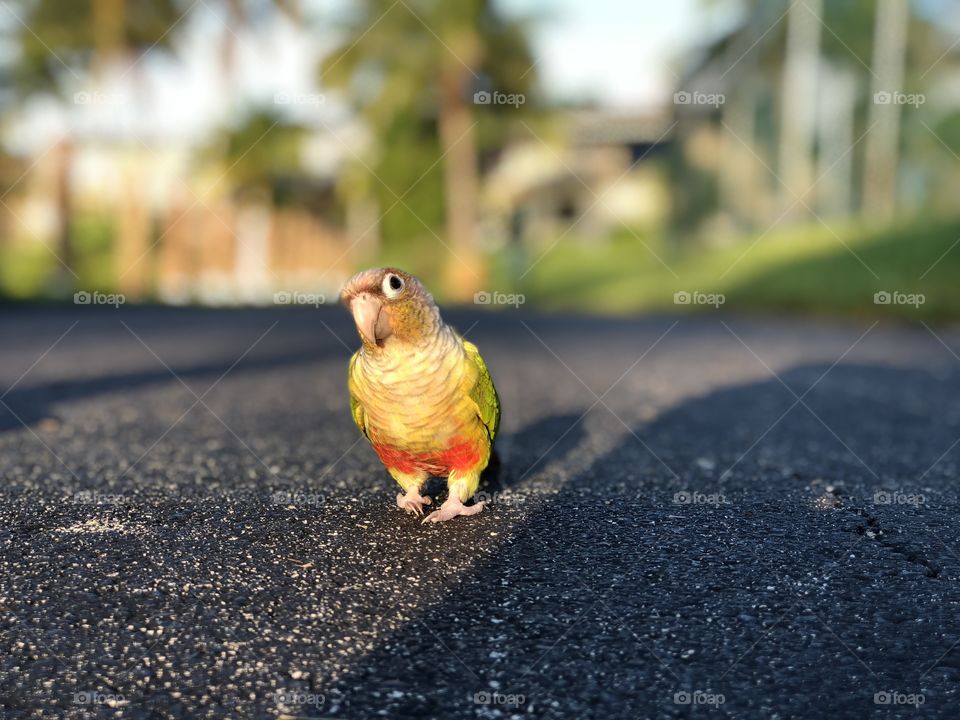 Curious bird