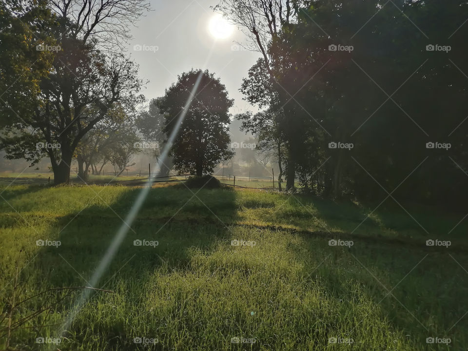 Beautiful shadow of plant and one Ray of sun looking Awesome view of Nature.