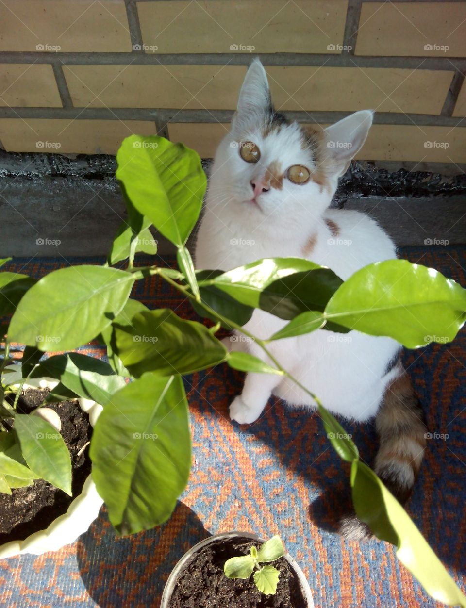 cat and green leaves