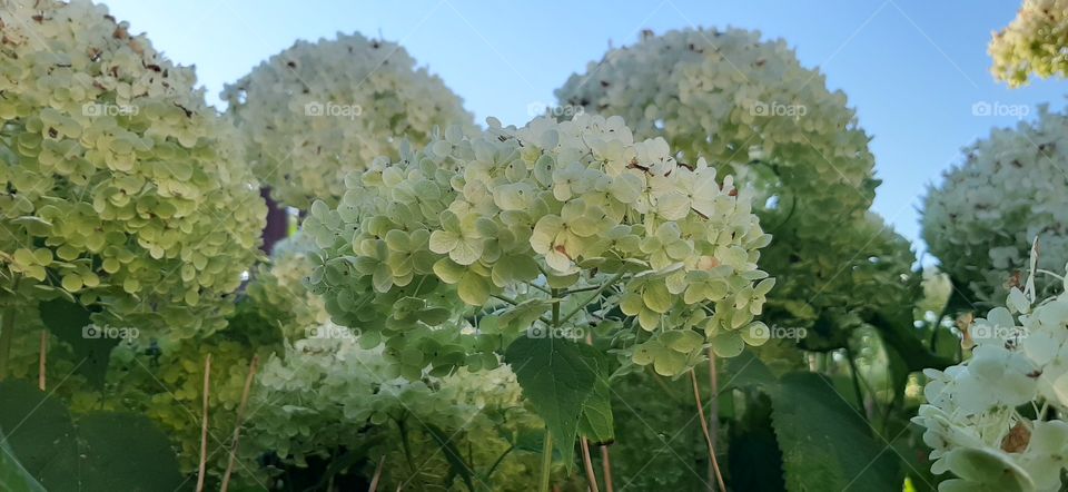 awesome white hydrangea in bloom