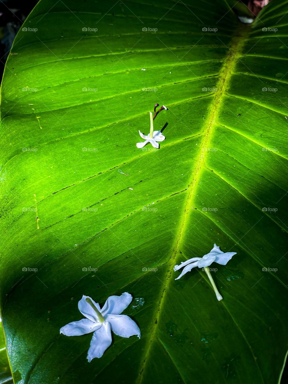 Some white flowers fall on the big leaf in close up view
