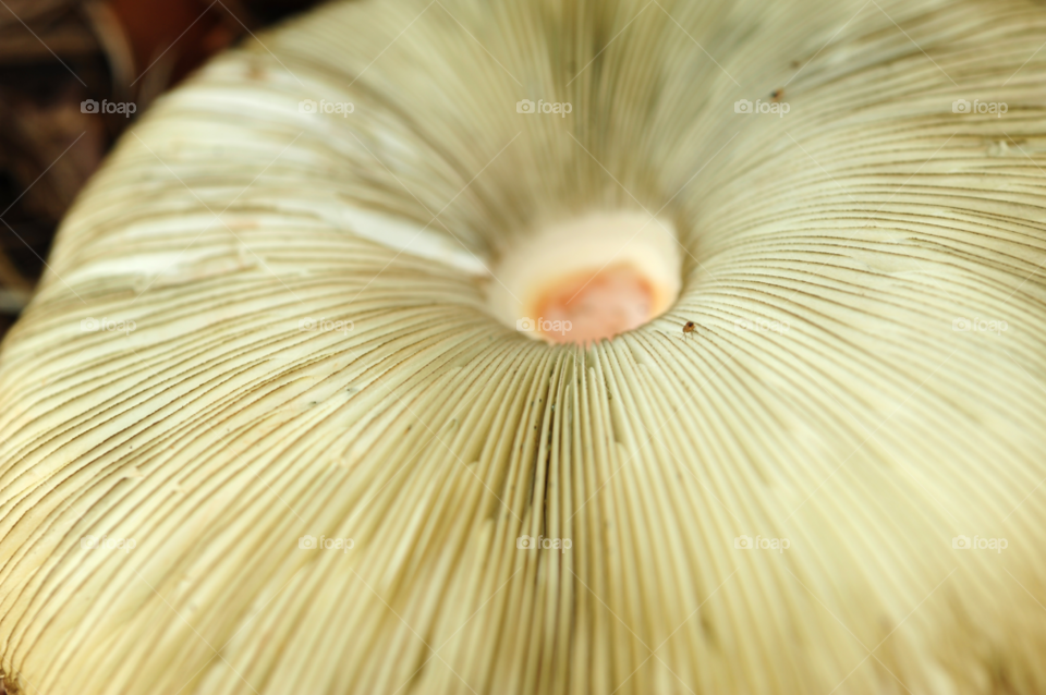 macro mushroom by lightanddrawing