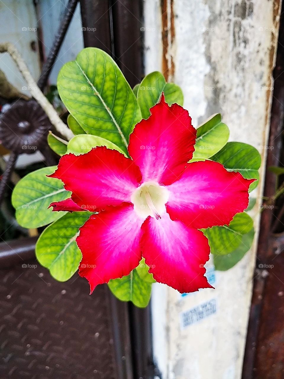 Pink red flower