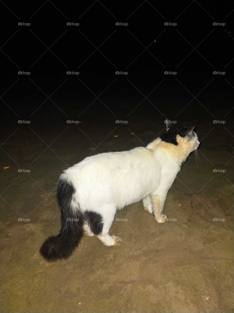 A wild cat living on the white beach in the region of Goulimine.It came to us at night while we spent some moments on the beach..