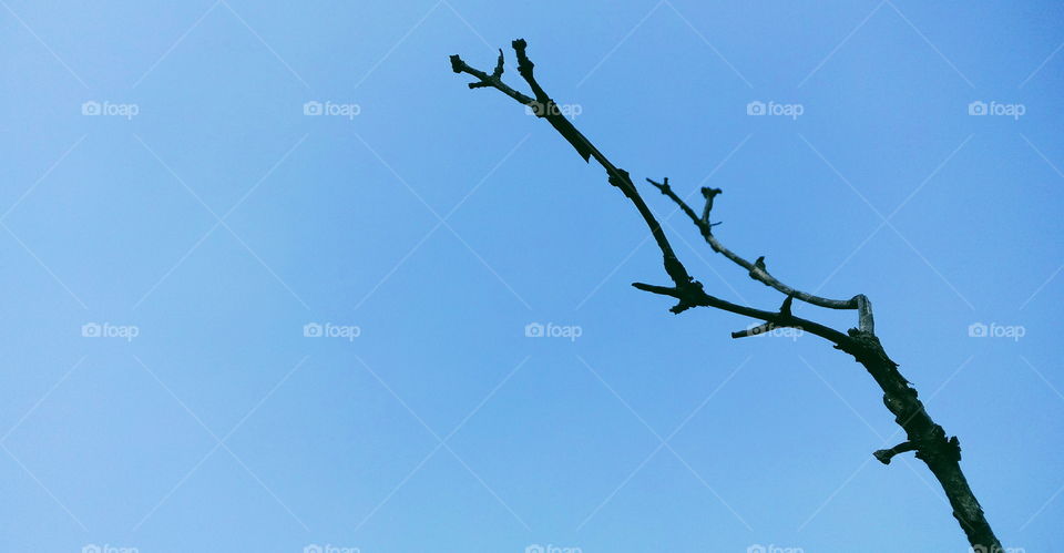 Dry beautiful branch against the blue sky