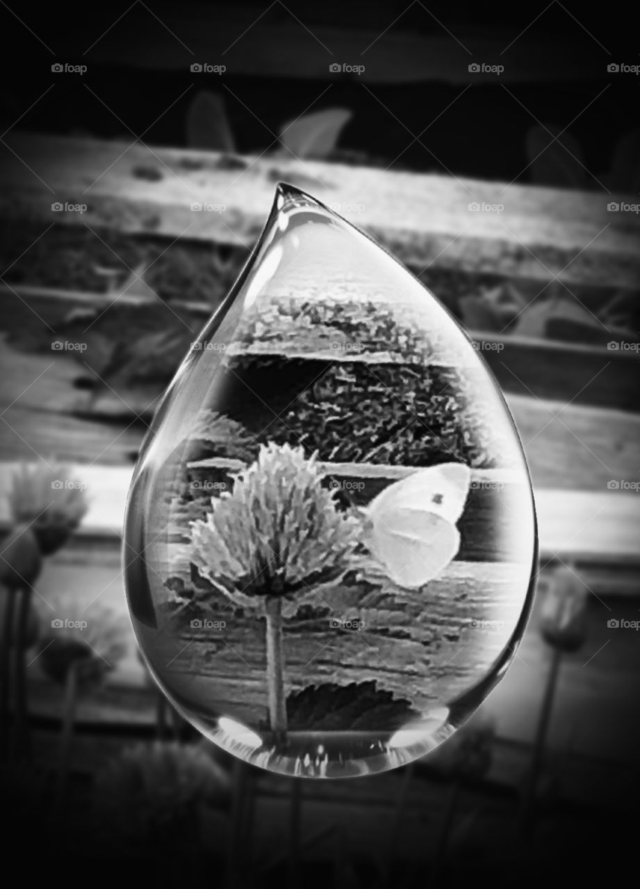 chives with a butterfly