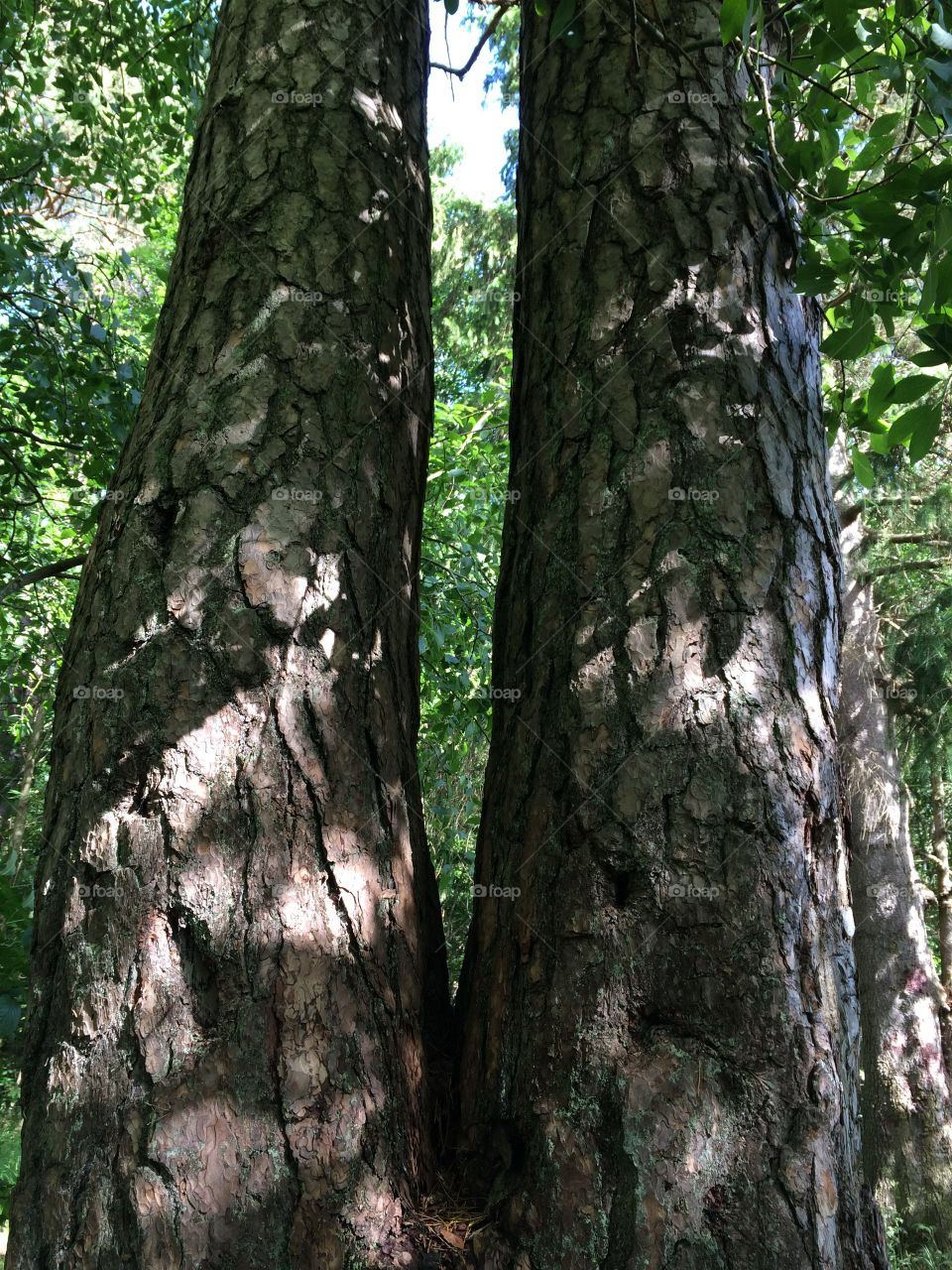 Twin-tree