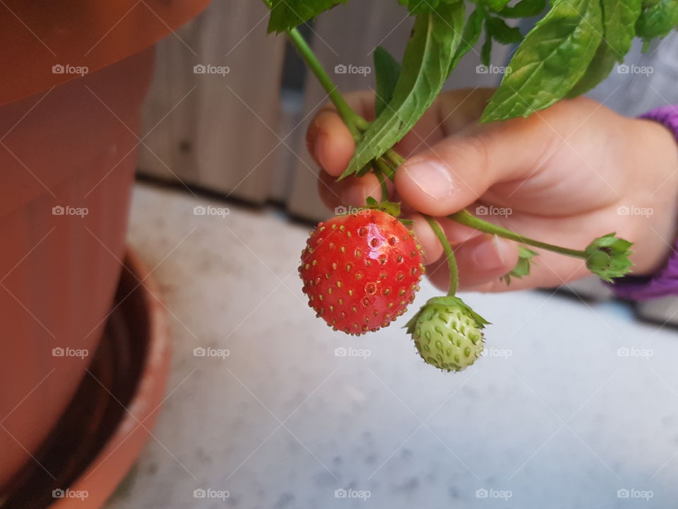 Child holding branch with strawberry