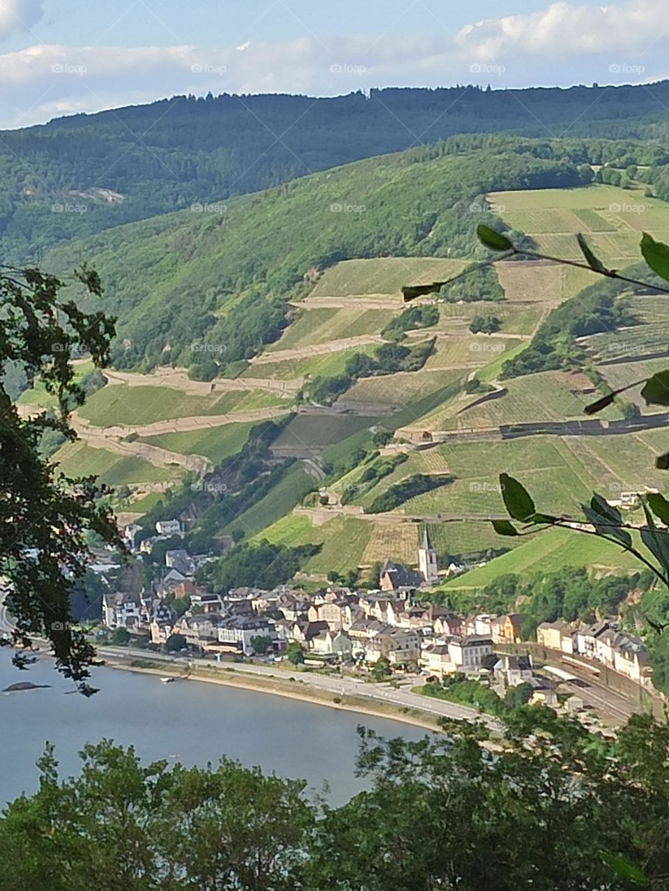 Weinberge mit Dorf am Rhein