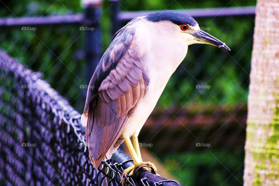 Bird on the wire