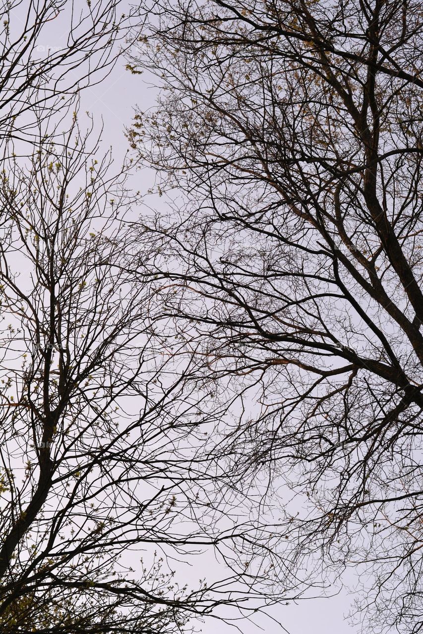 trees spring nature view from the ground