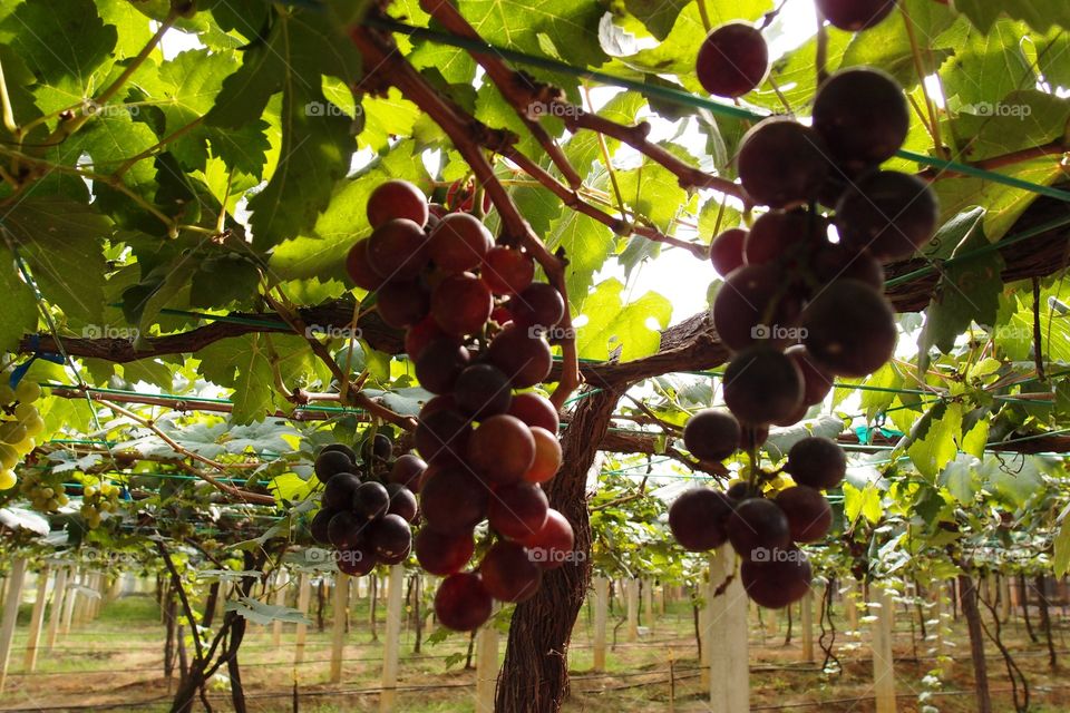Grape in hot country