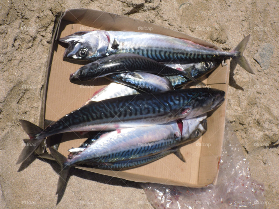 Catch of mackerel