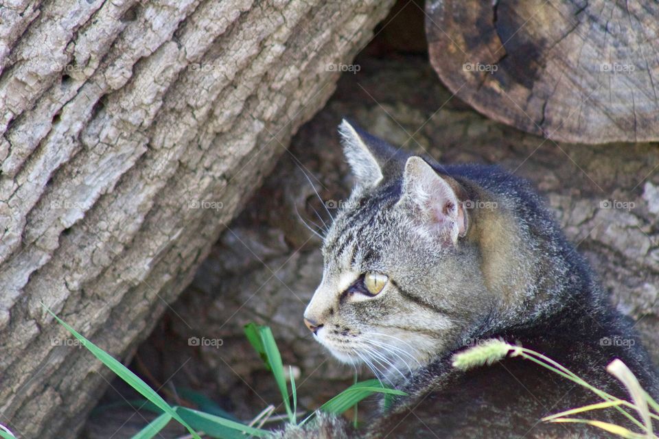 Cats of the USA!