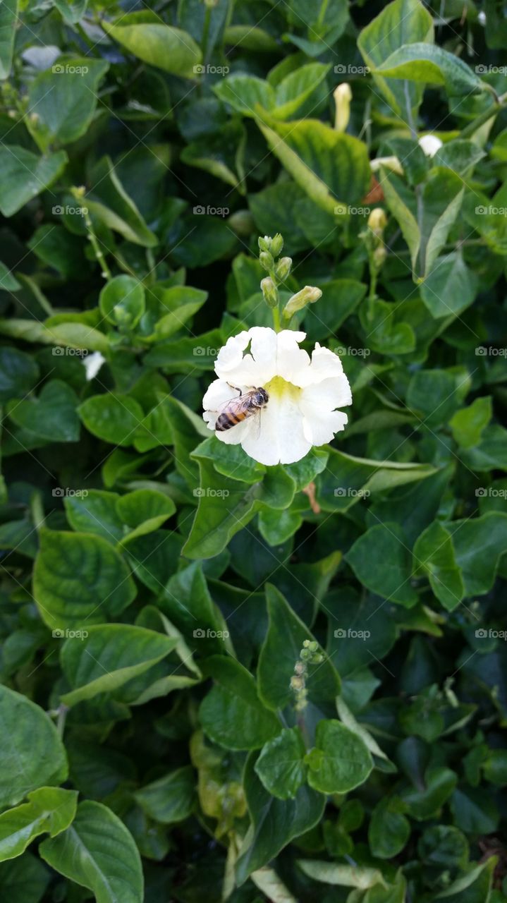 High angle view of bee on flower