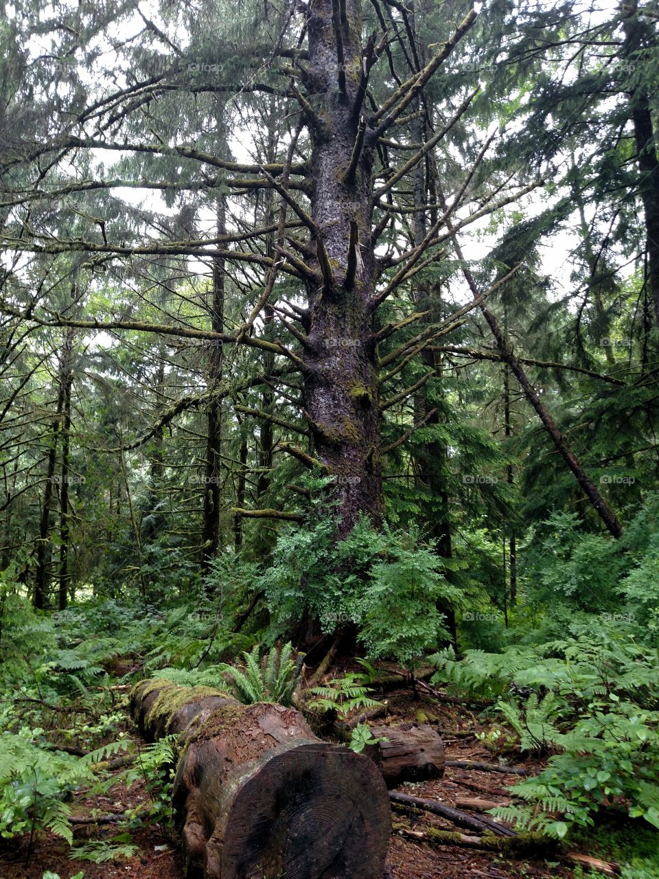 Pine tree in the Pacific Northwest