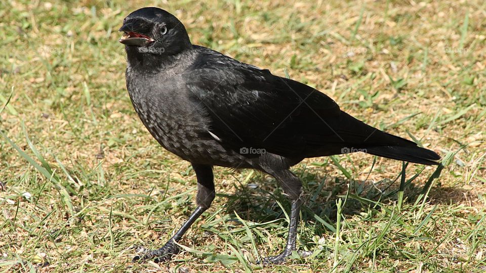 close to people, young jackdaw