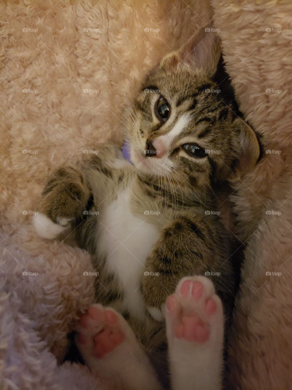 Kitten Laying on it's Back