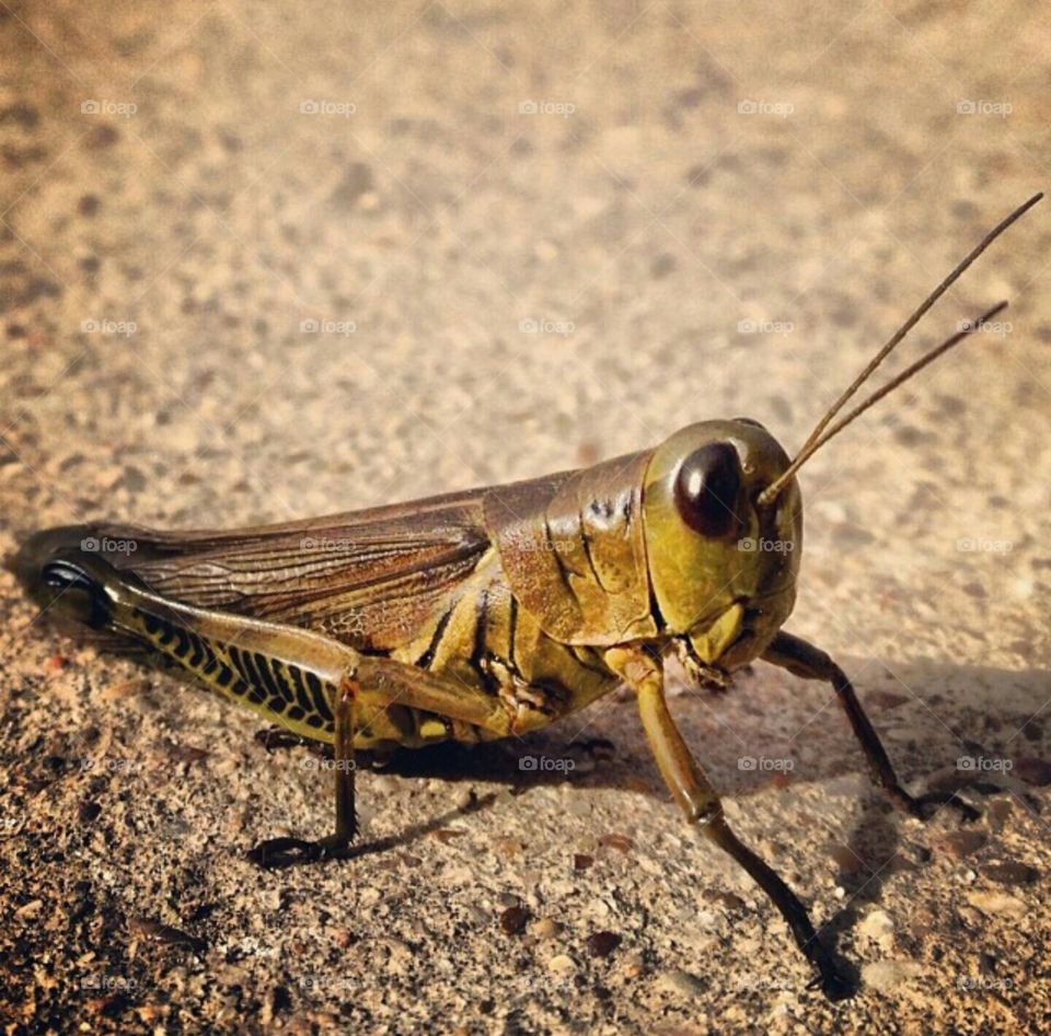 grasshopper  in Texas.
