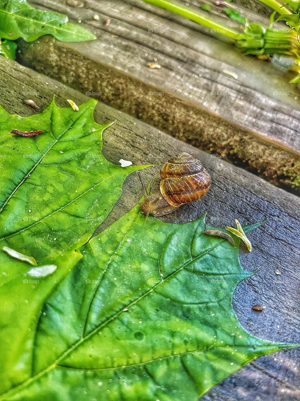Snail style lunch