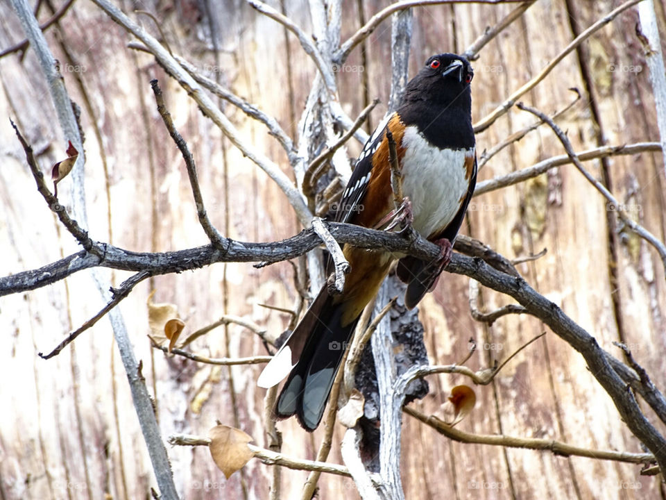 Male Spotted Towhee