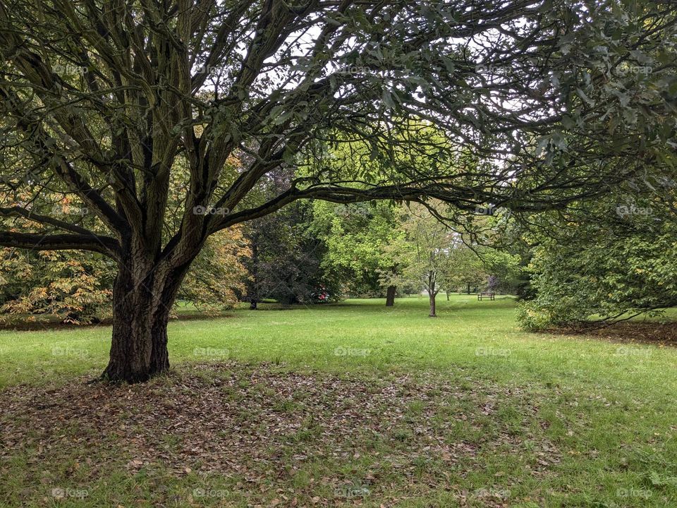Park landscape in early autumn. The branches of a tree stretch horizontally across the frame