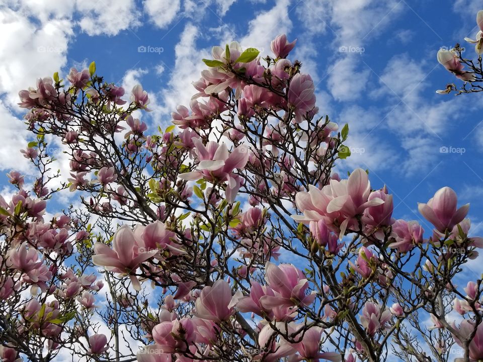 Magnolia against a blue sky
