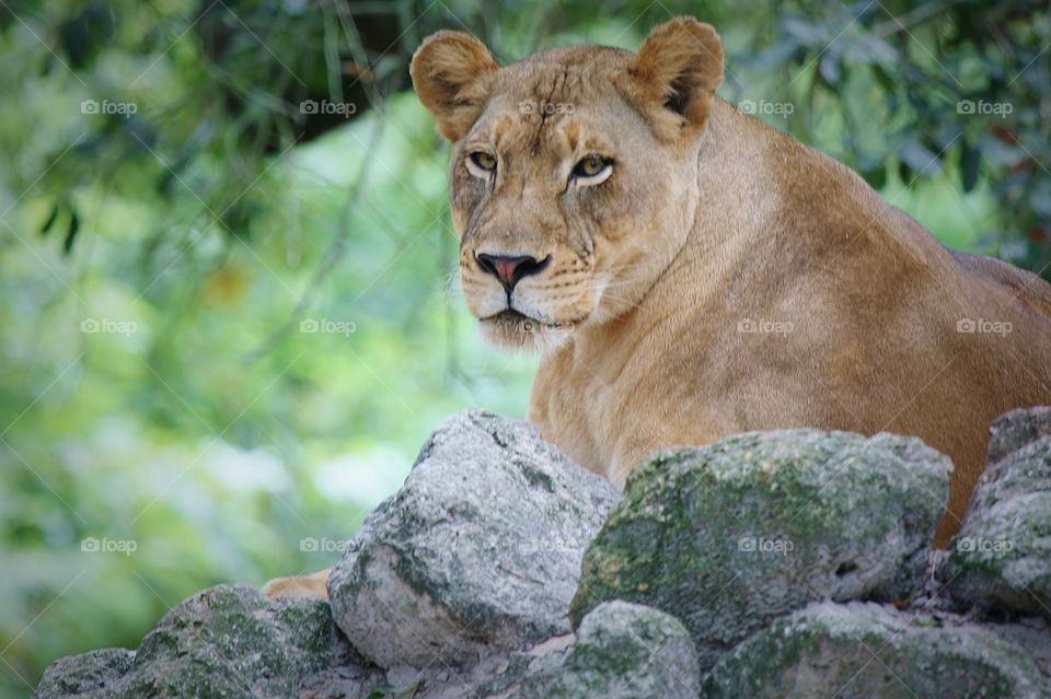 Lioness. Female Lion at the Jacksonville Zoo