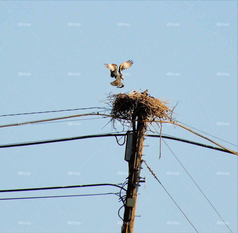 hulk feeding its family with a fish in claws