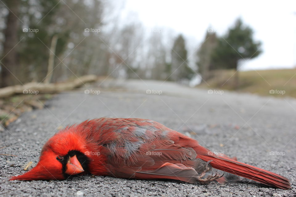 Dead cardinal