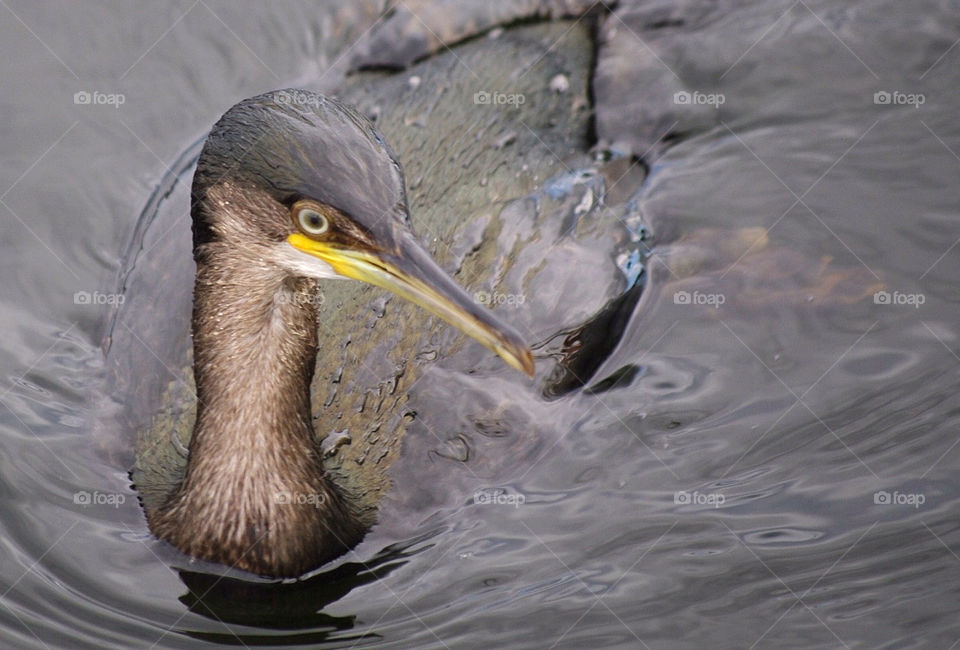 yellow nature water animal by krispett