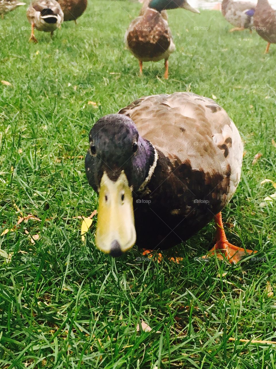A funny picture of a duck on green grass at the Boston Public Gardens 