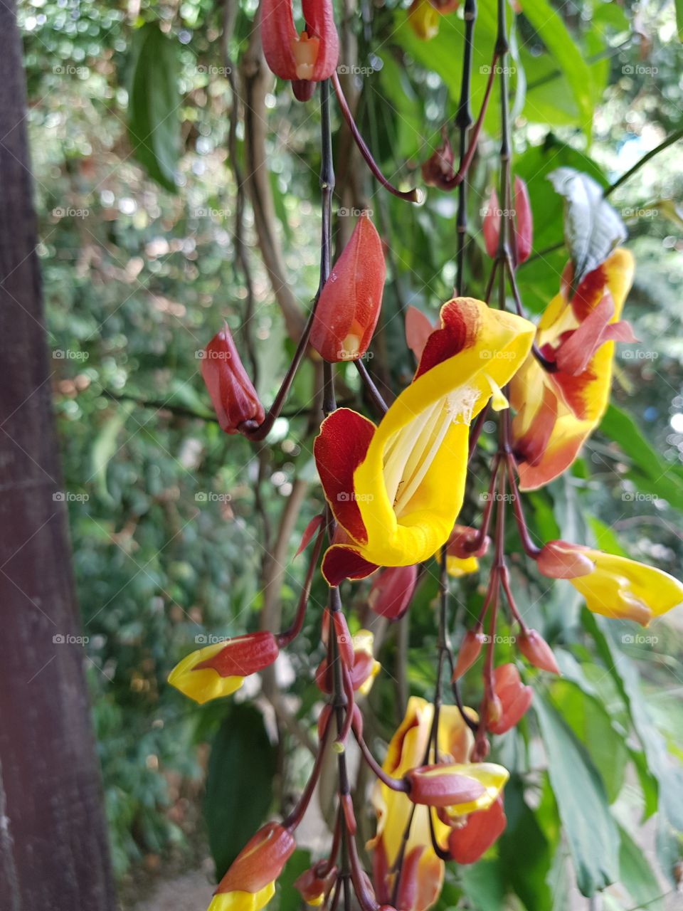 Mysore trumpetvine