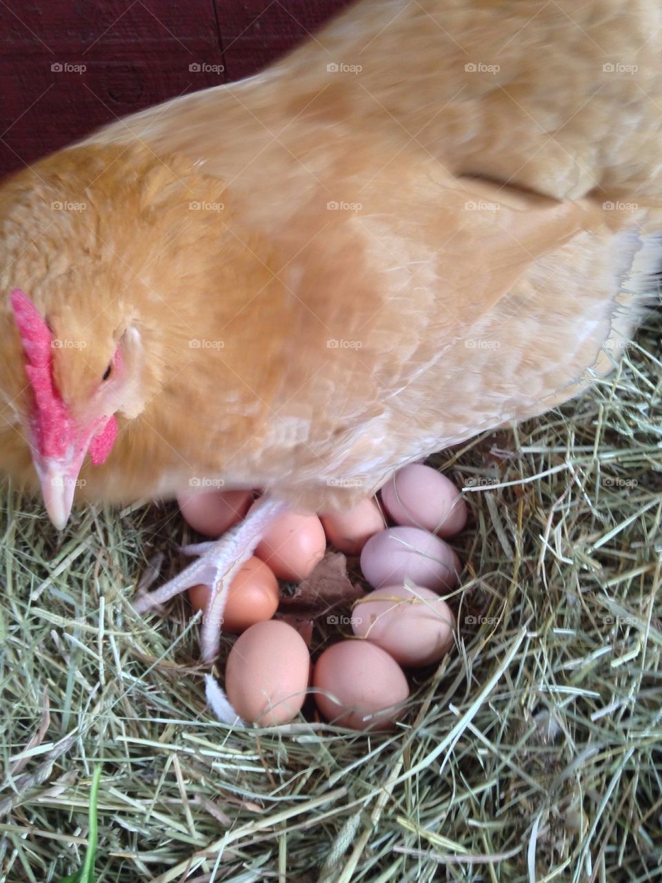 Chicken and her Eggs
