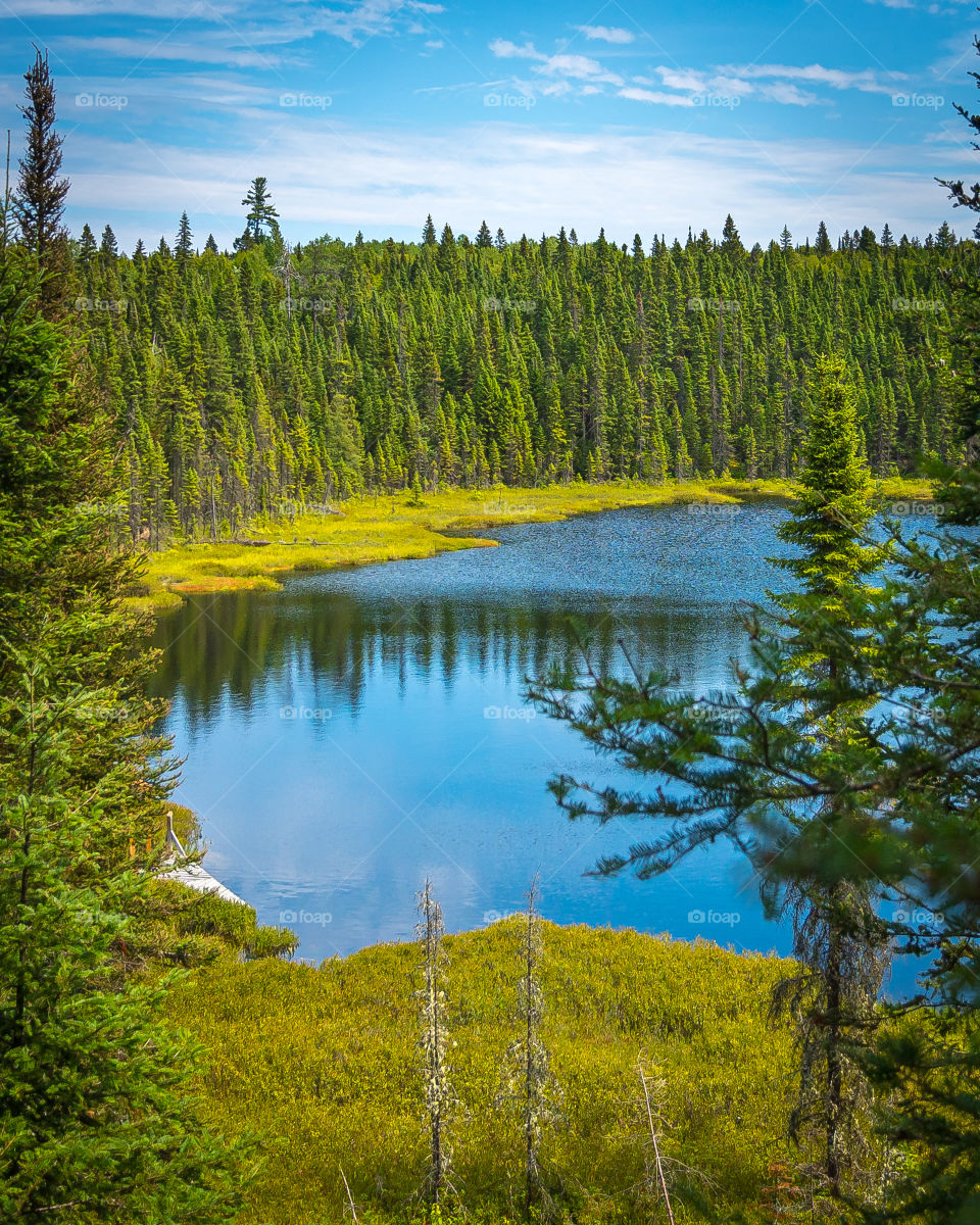 Small lake in forest on sunny day