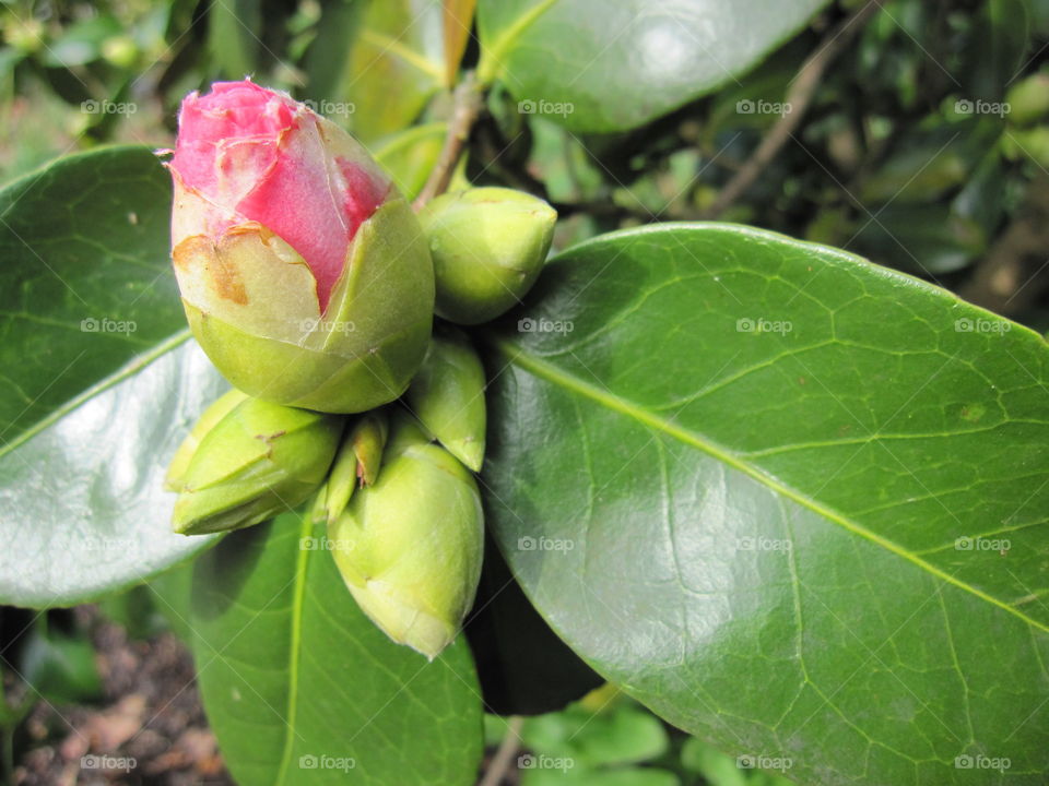 Nature, Leaf, No Person, Flora, Flower